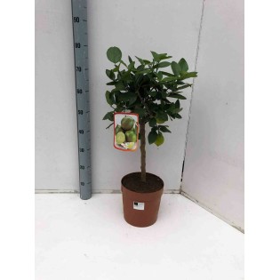 citron vert (citrus aurantifolia)