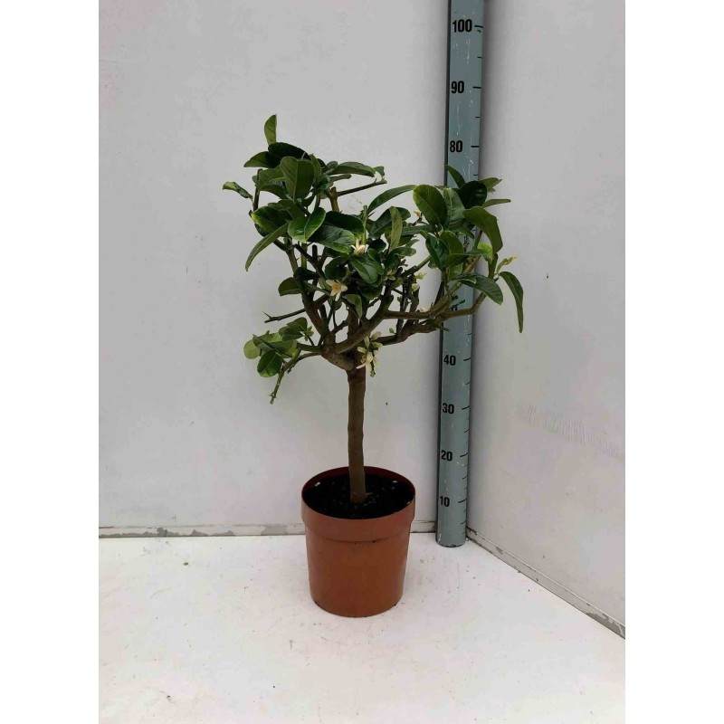 Citrus medica digitata (main de Bouddha)