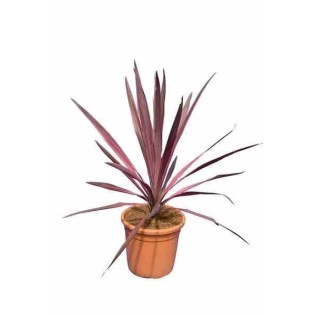 Cordyline australis southern splendor