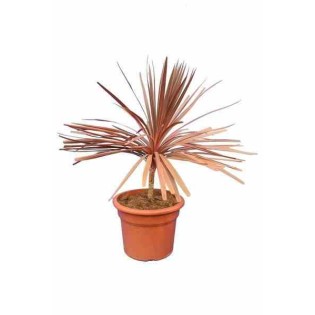 Cordyline australis southern splendor