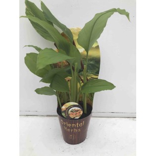 Curcuma longa curcuma