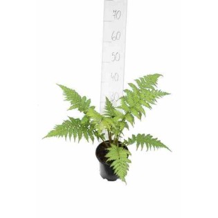 Cyathea cooperi (fougères arborescentes)