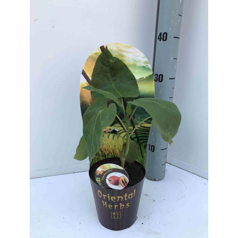 Cyphomandra bêtacée