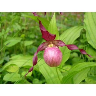 Cypripède "Giselle"