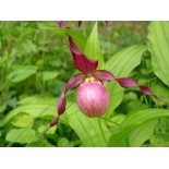 Cypripède "Giselle"