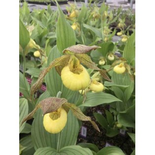 Cypripède "Kristy Lyn"
