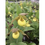 Cypripède "Kristy Lyn"