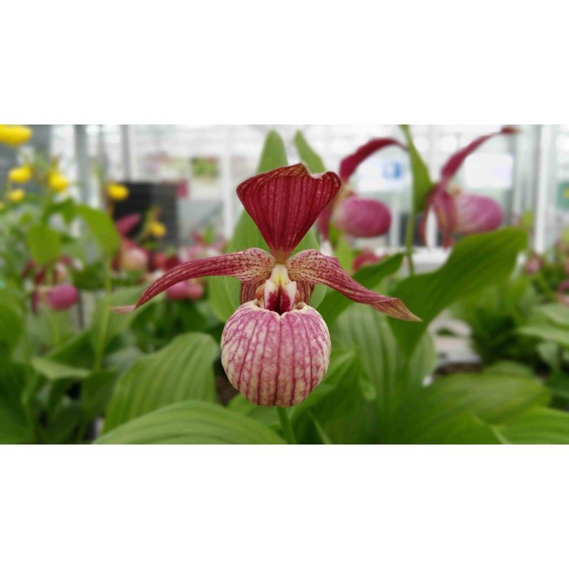 Cypripedium "Ventricosum rouge"