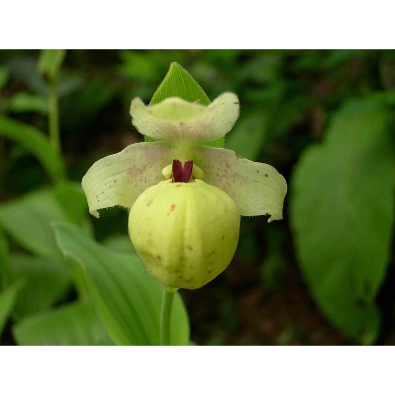 Cypripedium flavum