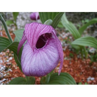 Cypripedium franchetti