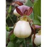Cypripedium kentuckiense