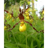 Cypripedium parviflorum