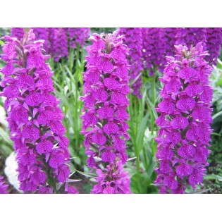 Dactylorhiza foliorella