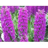 Dactylorhiza foliorella