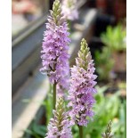 Dactylorhiza maculata