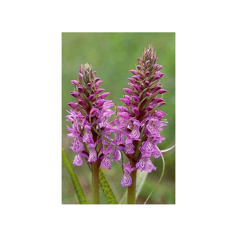 Dactylorhiza majalis