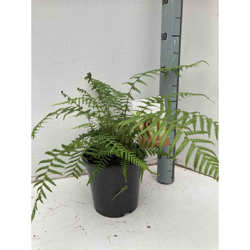 Dicksonia antartica (fougères arborescentes)