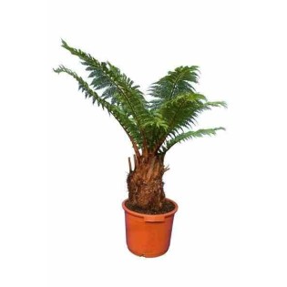 Dicksonia antartica (fougères arborescentes)