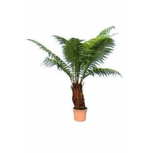 Dicksonia antartica (fougères arborescentes)