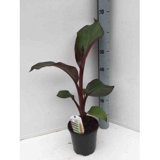Ensete ventricosum Maurelii (Bananier rouge d'Abyssinie )
