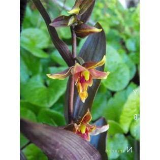 Epipactis "serpentine de nuit"