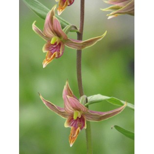 Epipactis gigantea
