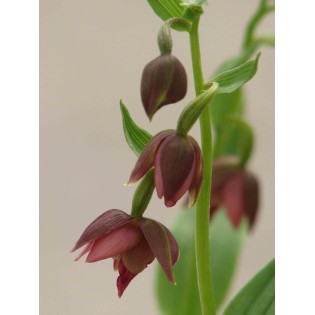 Epipactis royleana