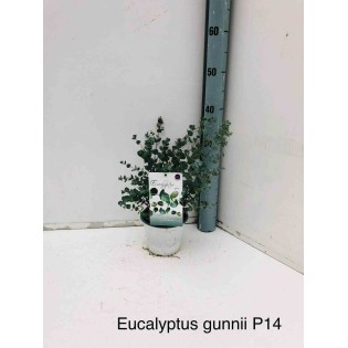Eucalyptus gunnii