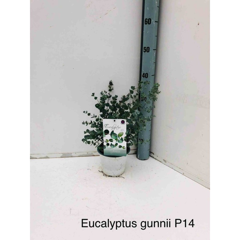 Eucalyptus gunnii