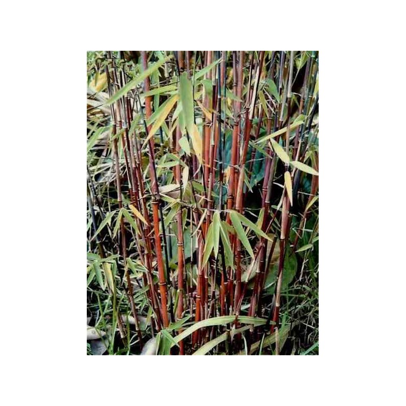 Fargesia "Jiuzhaigou 1"