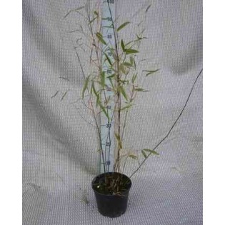 Fargesia joie d'hiver