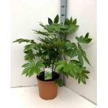Fatsia japonica