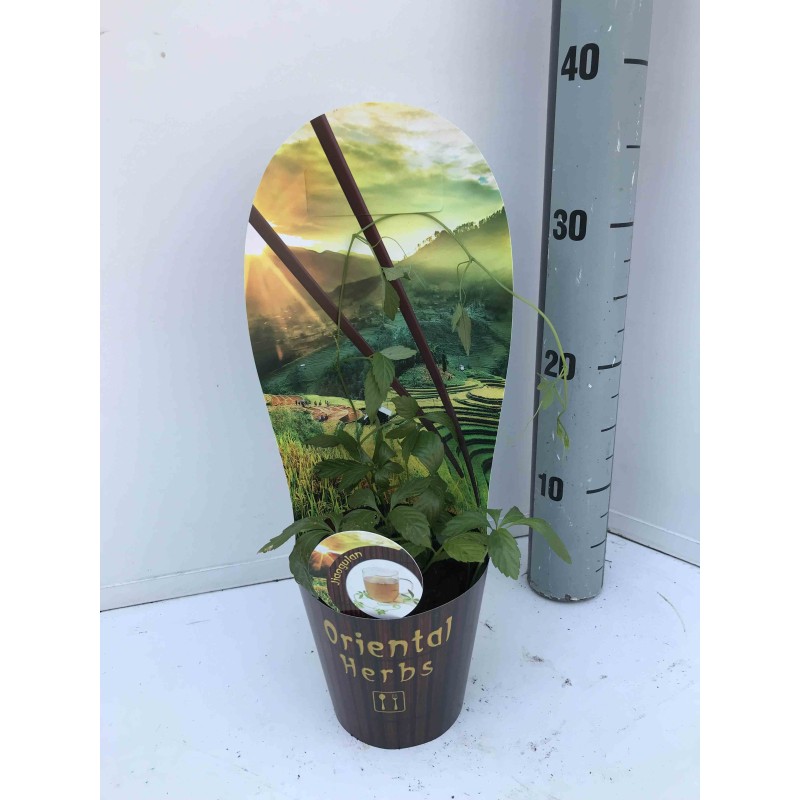 Gynostemma pentaphyllum (Thé de l'immortalité)