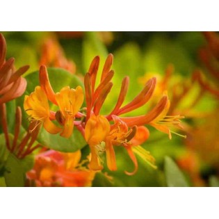 Lonicera henryi Copper Beauty