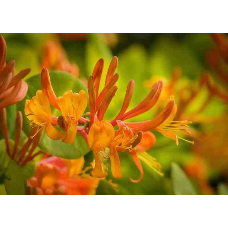 Lonicera henryi Copper Beauty
