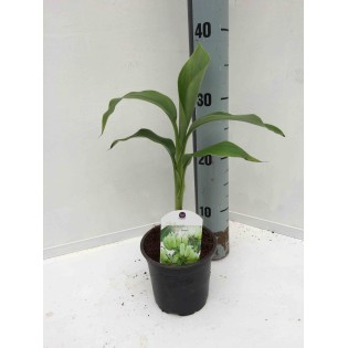 Musa basjoo x hybridum (Bananier rustique)