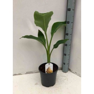 Musella lasiocarpa (bananier Lotus d'or)