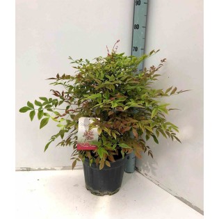 Nandina domestique