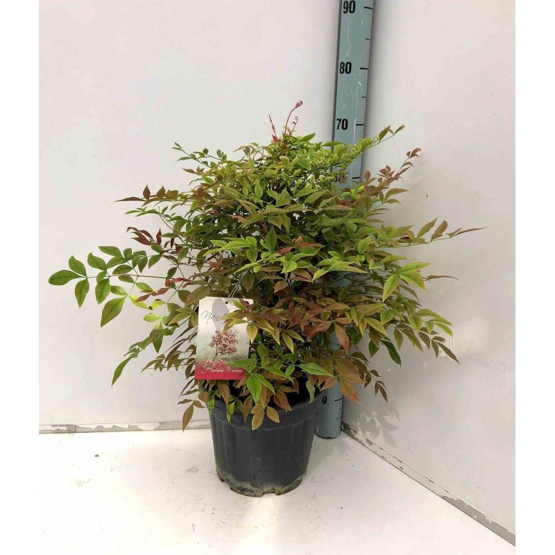 Nandina domestique