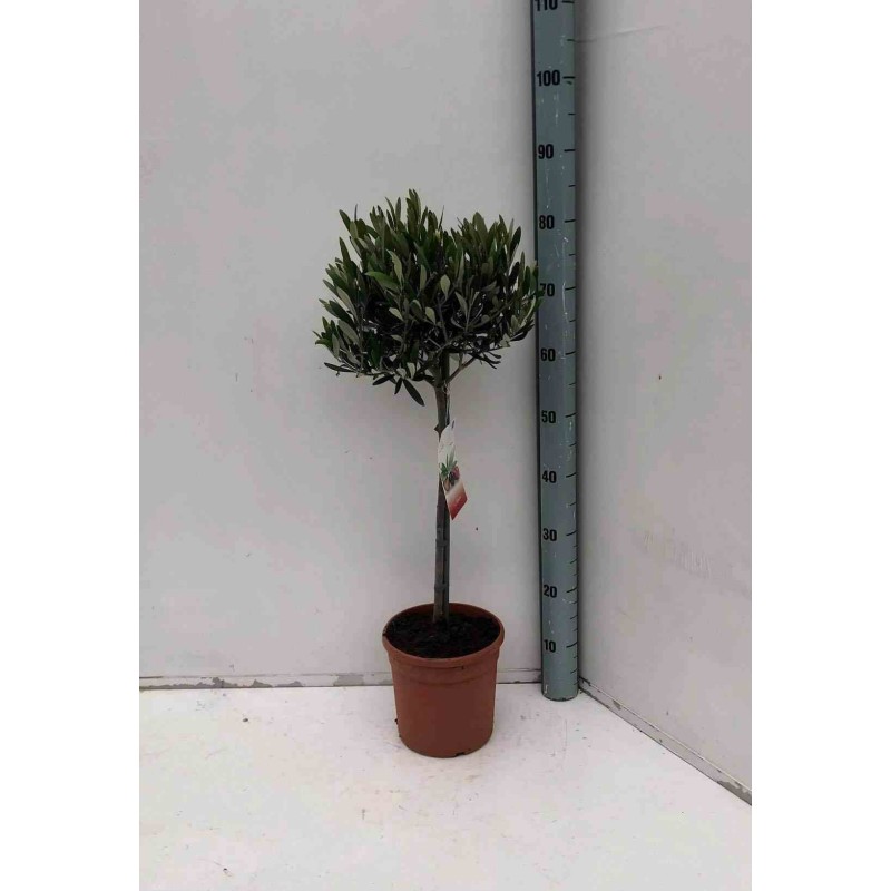 Oléa europaea (Oliviers)