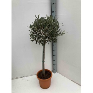 Oléa europaea (Oliviers)