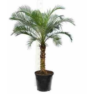 Phénix roebelenii (Dattier du Laos)