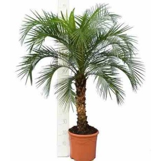 Phénix roebelenii (Dattier du Laos)