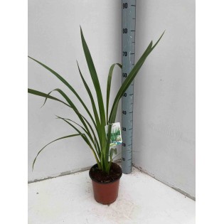 Phormium tenax