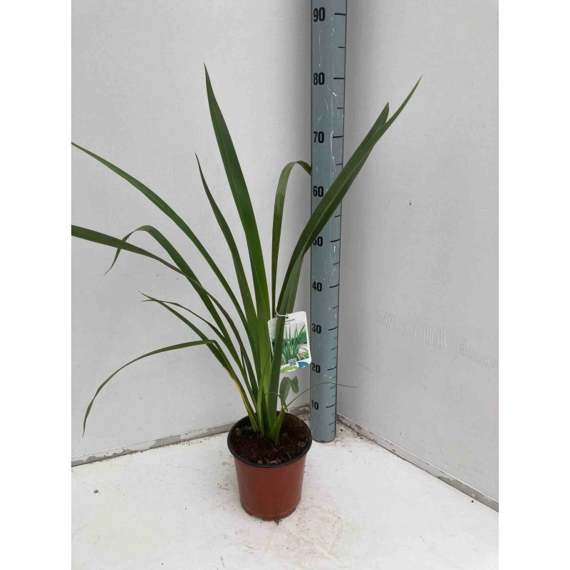 Phormium tenax