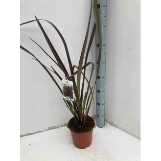 Phormium tenax var. Purpurée