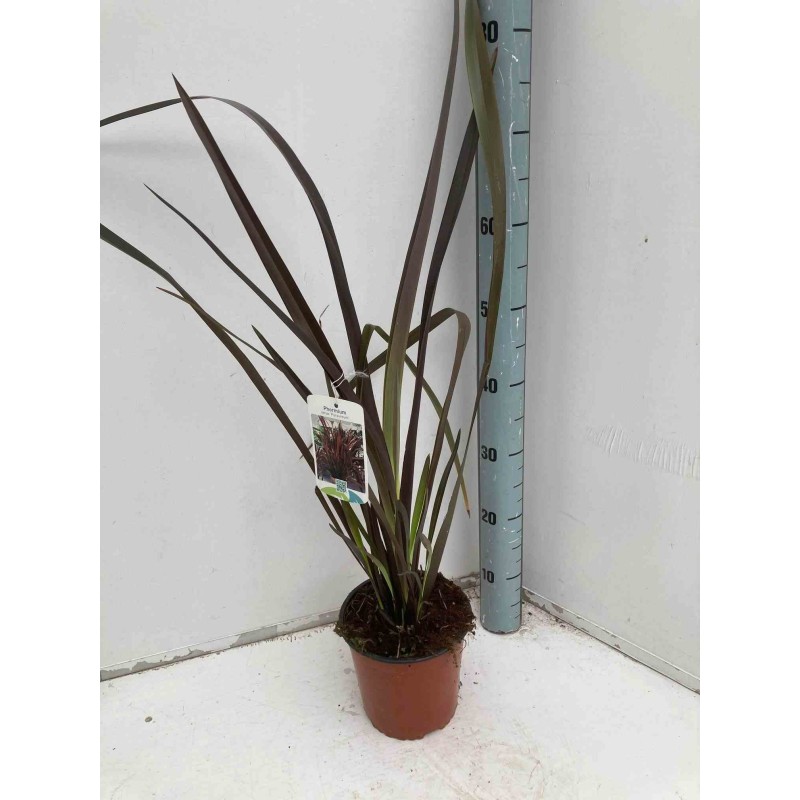 Phormium tenax var. Purpurée