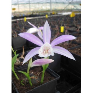 Pleione formosana