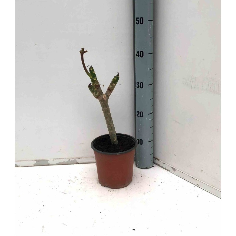 Plumeria rubra rosier