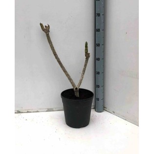 Plumeria rubra rosier